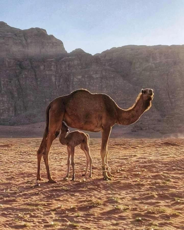 Wadi Rum Camp المظهر الخارجي الصورة